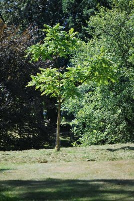 Ailanthus altissima - pajasan žláznatý - letní habitus (81)